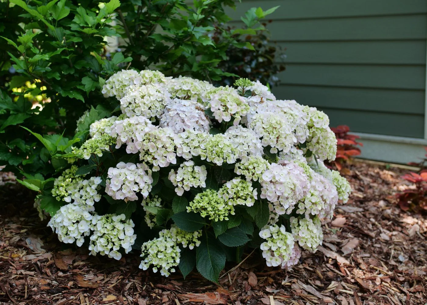 Bloom With Timeless Floral Elegance