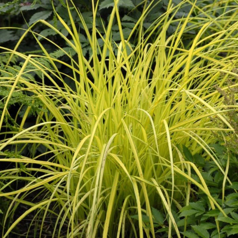 All Plants